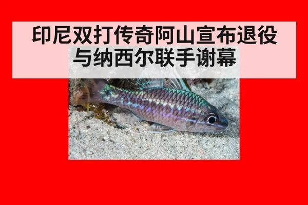 印尼双打传奇阿山宣布退役与纳西尔联手谢幕